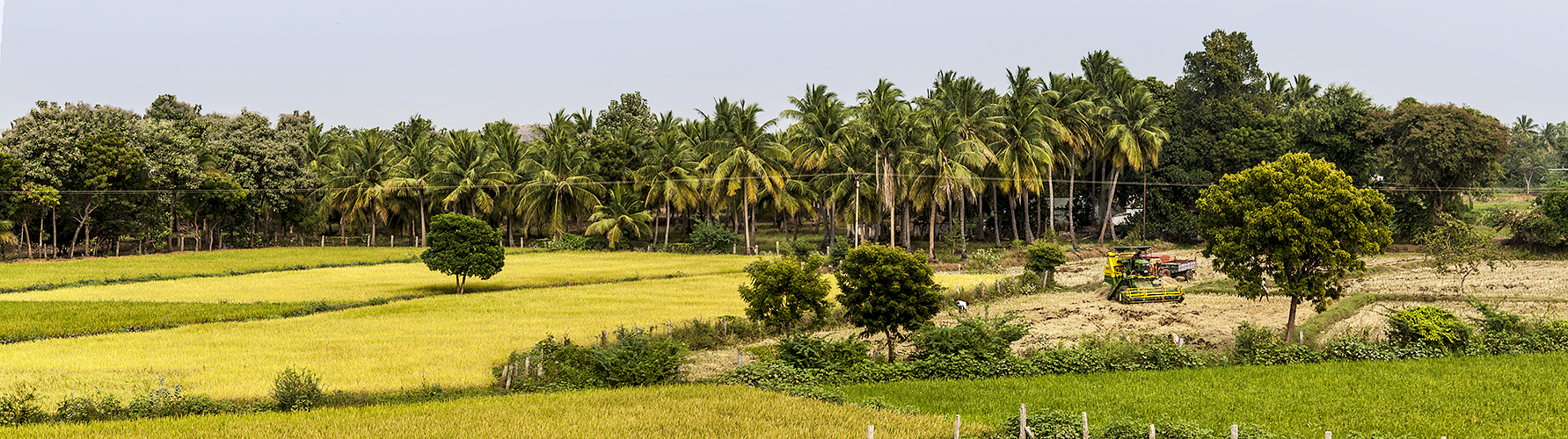 Harvesting and Ripening Fields-Madurai